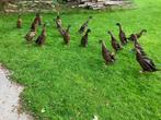 loopeend woerden, Dieren en Toebehoren, Pluimvee, Mannelijk, Eend