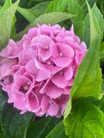 boeren hortensia roze, Tuin en Terras, Planten | Tuinplanten, Vaste plant, Halfschaduw, Zomer, Ophalen