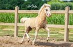 **NIEUW** Erg knap Palomino welsh a hengstveulen, Dieren en Toebehoren, Niet van toepassing, 0 tot 2 jaar, Hengst, A pony (tot 1.17m)