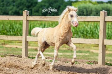 **NIEUW** Erg knap Palomino welsh a hengstveulen beschikbaar voor biedingen