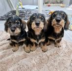 Ruwhaar dwerg teckel pups, Nederland, CDV (hondenziekte), 8 tot 15 weken, Teef