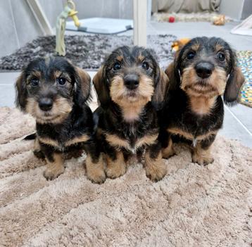 Ruwhaar dwerg teckel pups beschikbaar voor biedingen