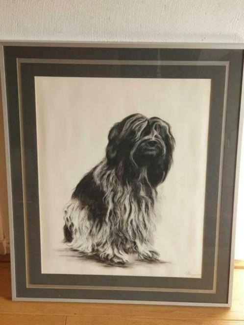 tekening hond Dick Muijzert Tibetaanse Terrier Schapendoes, Antiek en Kunst, Kunst | Tekeningen en Foto's, Ophalen