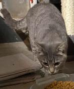 Katers kruising ragdoll britse korthaar, Dieren en Toebehoren, Kater