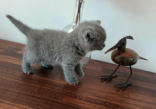 Prachtig en lief Brits korthaar poesje, Dieren en Toebehoren, Katten en Kittens | Raskatten | Korthaar, Poes, 0 tot 2 jaar, Ontwormd