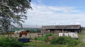 shet of kleine pony gezocht voor onze kleine stal beschikbaar voor biedingen