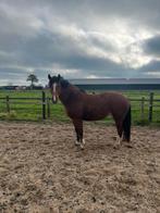 Freiberger Merrie, Dieren en Toebehoren, Merrie, Minder dan 160 cm, Zadelmak, 3 tot 6 jaar