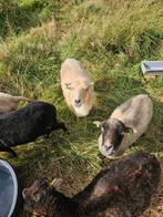 Te Koop Ousantschapen, Dieren en Toebehoren, Vrouwelijk, Schaap