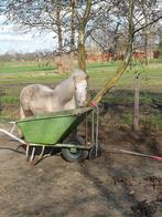 Stal hulp/groom aangeboden, Dieren en Toebehoren, Nieuw, Ophalen