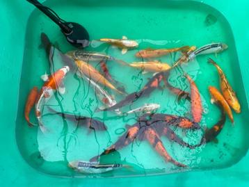 koi karpers beschikbaar voor biedingen
