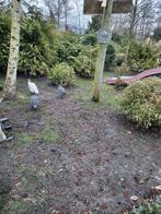 gevraagd pluimvee, Dieren en Toebehoren, Pluimvee, Meerdere dieren, Overige soorten