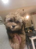 Laatste doodle pup meisje, Eén hond, Nederland, Particulier, CDV (hondenziekte)