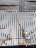 Handtam valkparkiet 8 mnd oud is een vrouwtje, Dieren en Toebehoren, Vrouwelijk