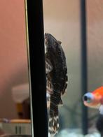 2x Hypostomus plectomus - Algeneter, Vis