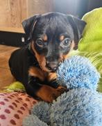 Prachtige Dwergpinscher pup, Overige rassen, Teef, Meerdere, Nederland
