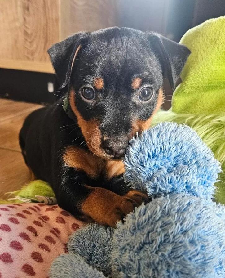 Prachtige Dwergpinscher pup, Dieren en Toebehoren, Honden | Bulldogs, Pinschers en Molossers, Teef, Overige rassen, Particulier