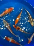 Shusui kujaku goshiki yamabuki sanke showa kohaku koi karper, Dieren en Toebehoren, Karper of Koi