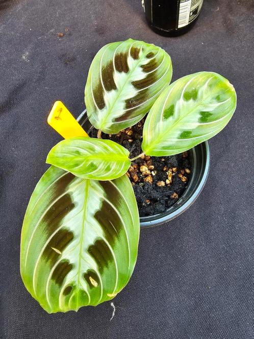 Zeldzame jonge goed gewortelde maranta black nr 1, Huis en Inrichting, Kamerplanten, Overige soorten, Minder dan 100 cm, Bloeiende kamerplant