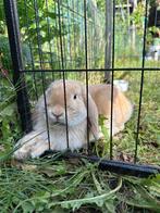 Nederlandse hangoor konijn ram, Dieren en Toebehoren, Mannelijk, Hangoor