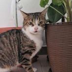 Luna, Dieren en Toebehoren, Poes, Kortharig, 3 tot 5 jaar