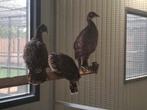 3 jongen glans fazanten, Dieren en Toebehoren, Pluimvee, Geslacht onbekend, Eend