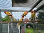 Lutino en rubino rosella, Dieren en Toebehoren, Meerdere dieren, Parkiet, Geringd