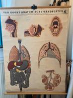 Anatomische wandplaat van Goor, Antiek en Kunst, Antiek | Schoolplaten, Ophalen of Verzenden, Natuur en Biologie