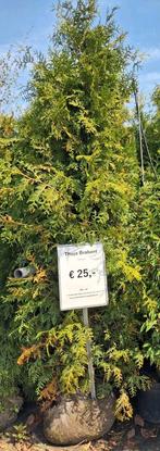 Thuja occidentalis Brabant 200-225 cm hoog €25,-, Ophalen of Verzenden, Conifeer, Struik, 100 tot 250 cm