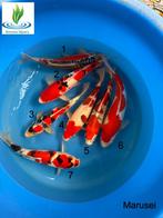 Koi Nisai mix, Karper of Koi