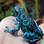 Dendrobates auratus 'La Coca', een van de mooiste gifkikkers, Amfibie