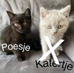 Britse korthaar kittens, Dieren en Toebehoren, Katten en Kittens | Raskatten | Korthaar, Meerdere dieren, 0 tot 2 jaar, Ingeënt