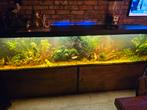 Aquarium 2,5m, Ophalen, Gevuld zoetwateraquarium