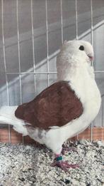 Roodschild doffer Oud Hollandse Meeuwen Sierduiven, Dieren en Toebehoren, Vogels | Duiven, Mannelijk, Overige soorten