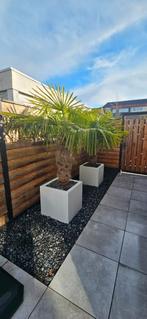 2x Grote Trachycarpus Fortunei Palm + Luxe Polyester bak!, 100 tot 250 cm, Zomer, Palmboom, Ophalen