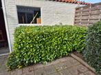 Gratis struiken, Tuin en Terras, Ophalen, Struik, 100 tot 250 cm