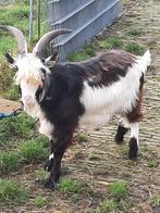 Nederlandse landgeit bok, Dieren en Toebehoren, Schapen, Geiten en Varkens