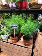 Asparagus Sprengeri, Huis en Inrichting, Kamerplanten, Overige soorten, Minder dan 100 cm, Ophalen of Verzenden, Halfschaduw