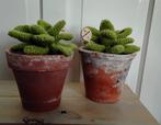 Succulenten in pot - gehaakt - erg apart, Ophalen of Verzenden, Nieuw, Binnen