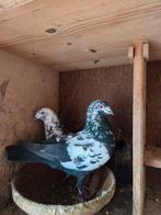 Koppeltje hoogvliegers, Dieren en Toebehoren, Vogels | Duiven, Meerdere dieren