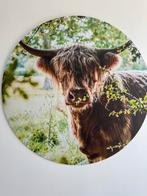 Schotse Hooglander foto op metaal, Ophalen, Oorspronkelijke maker, Zo goed als nieuw, 100 tot 125 cm