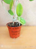 hoya dwersifolia? potmaat 8 nummer H1232, Ophalen of Verzenden, Halfschaduw, Minder dan 100 cm