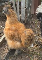 Zijdehoen hanen, Dieren en Toebehoren, Pluimvee, Mannelijk, Kip