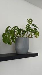 Monstera Adansonni Monkey Leaf Kamerplant, Huis en Inrichting, Kamerplanten, Ophalen, Overige soorten, Minder dan 100 cm