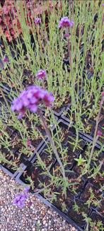 Verbena ijzerhard, Volle zon, Tweejarig, Zomer, Ophalen