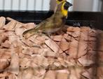 koppel Cubavinken, Dieren en Toebehoren, Vogels | Parkieten en Papegaaien