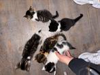Kittens, Dieren en Toebehoren, Meerdere dieren