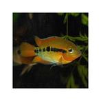 herotilapia multispinosa 4-5 cm €6,95, Dieren en Toebehoren, Vis, Zoetwatervis