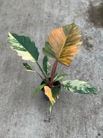 Philodendron caramel marble variegata, Huis en Inrichting, Kamerplanten, Ophalen of Verzenden, Halfschaduw, Minder dan 100 cm