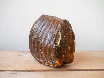 Mammoetkies mammoet tand fossiel beschikbaar voor biedingen