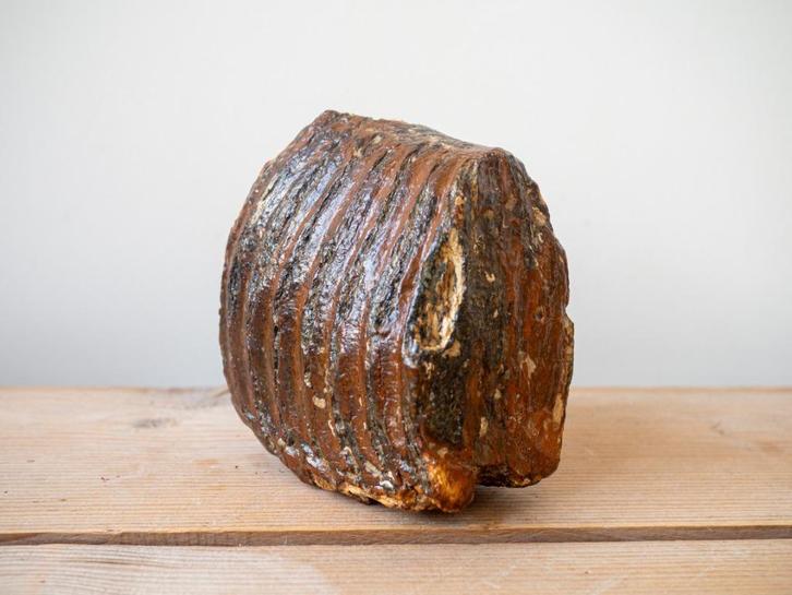 Mammoetkies mammoet tand fossiel, Verzamelen, Mineralen en Fossielen, Fossiel, Ophalen of Verzenden